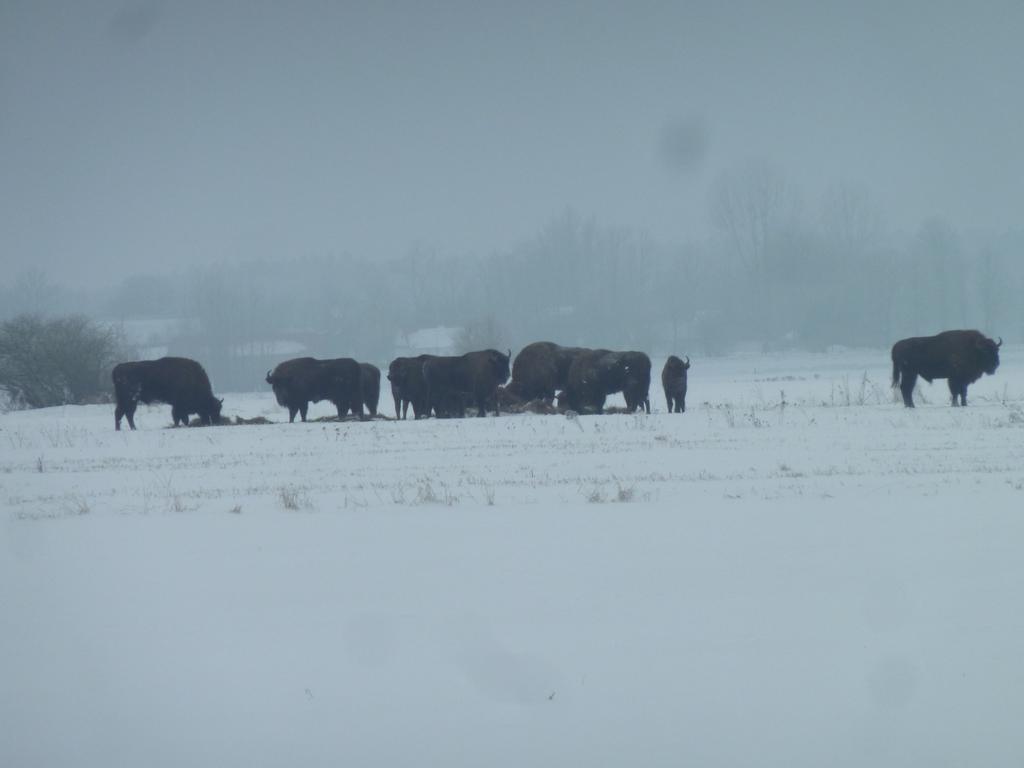 Pokoje Goscinne ”Zubr” Białowieża Extérieur photo